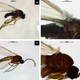 The flies that pollinate the ugly flower are also arguably ugly.